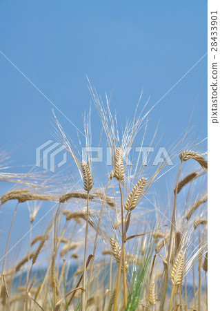 京都兩行大麥 28433901