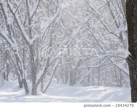 Snowfall due to snow falling from trees Snowfall due to snow falling from trees 28434279