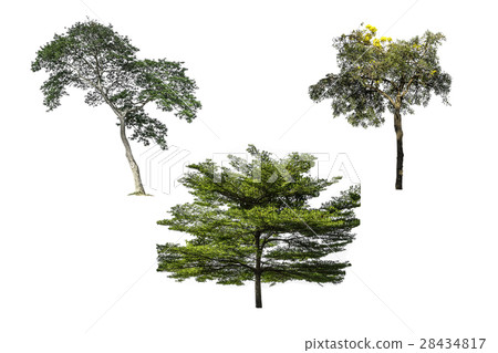 Collection of tree isolated on white background 28434817