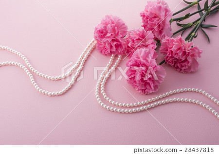 Carnation Carnation 28437818