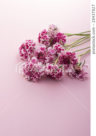 春天的花朵 春天的花朵 28437827