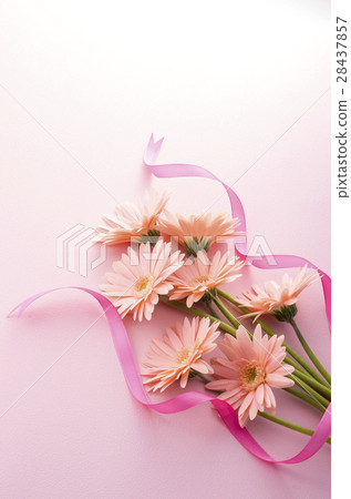 Gerbera Gerbera 28437857