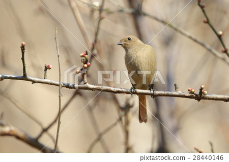 Living things to birds Plum, Jawbutaki (female). Familiar winter birds that appear in the garden as well, females are still modest 28440146