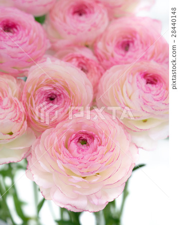 Ranunculus 28440148