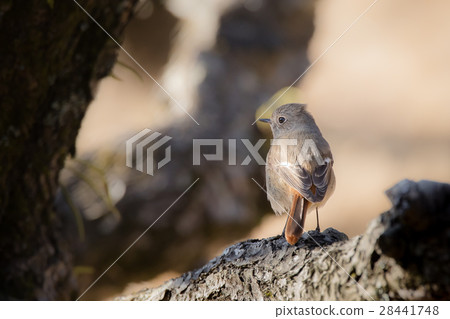 黃尾鴝 黃尾鴝 28441748