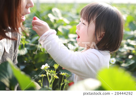 草莓採摘（嬰兒女草莓草莓草莓水果水果家庭媽媽母親甜點） 28444292