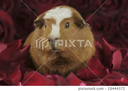 Guinea pig breed Golden American Crested in the Guinea pig breed Golden American Crested in the 28444372