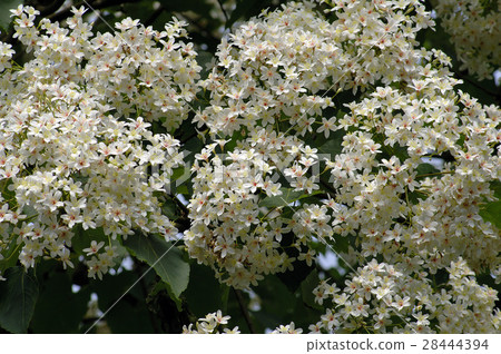 Tung tree flower 28444394