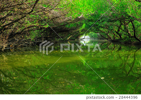 Water green tunnel four grass 28444396