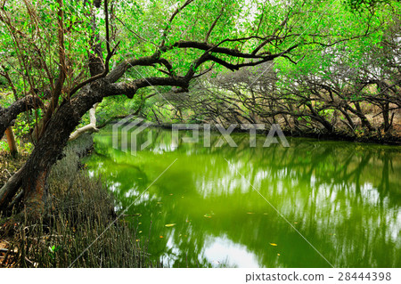 水 綠色隧道 四草 水 綠色隧道 四草 28444398