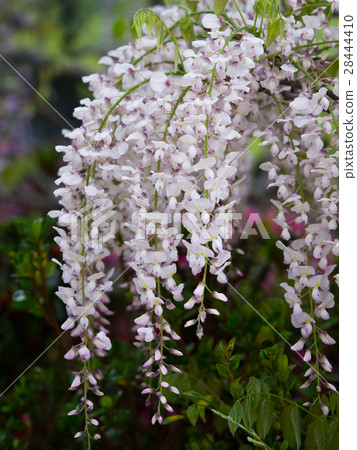 Wisteria flowers 28444410