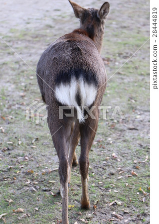 Deer from Nara Park 28444819