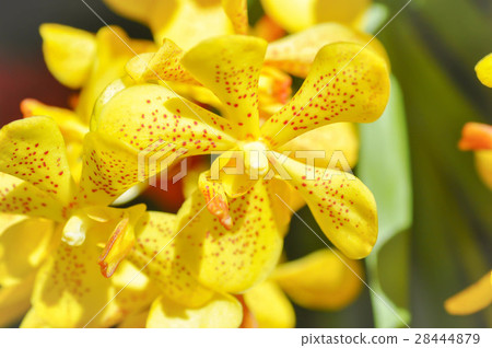 yellow orchid flower yellow orchid flower 28444879