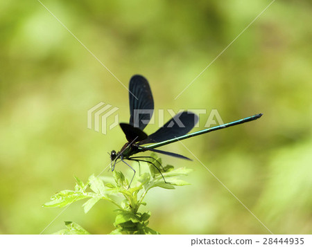 Hagorotorbo 28444935