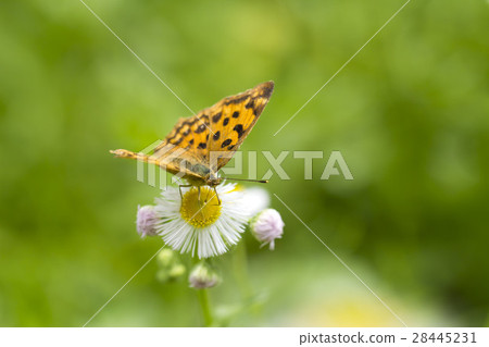 Kitatteja Kitatteja 28445231