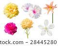 Set of various beautiful flowers isolated 28445280