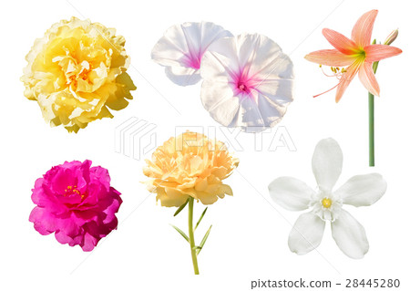 Set of various beautiful flowers isolated 28445280