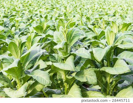 Close up Common tobacco Close up Common tobacco 28445711