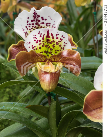 Close up Paphiopedilum of Orchid flower Close up Paphiopedilum of Orchid flower 28445712