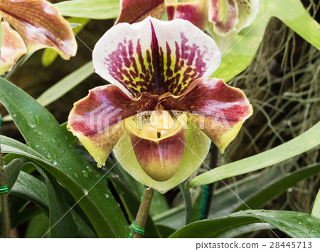 Close up Paphiopedilum of Orchid flower Close up Paphiopedilum of Orchid flower 28445713