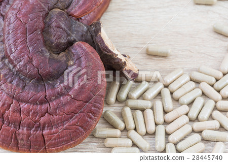 Ling zhi mushroom or Ganoderma lucidum capsule 28445740