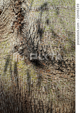 Bottle tree trunk Bottle tree trunk 28446149