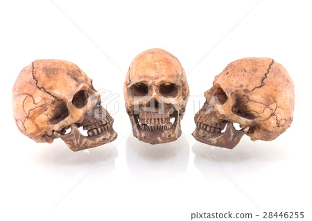 Human skull isolated on white background 28446255