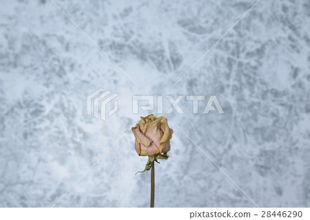Dried flower  28446290
