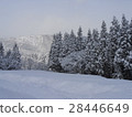 Snowy field 28446649