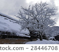 Snow tree 28446708