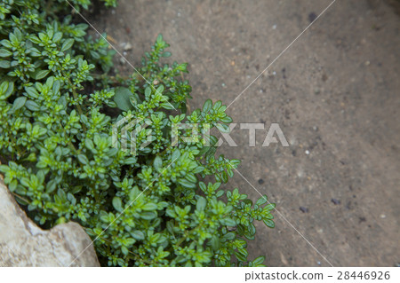 Green weed on cement walk side 28446926