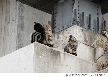 Stray cat family Family: Milky Way Riverbed river bridge, Osaka prefecture Hirakata-shi Stray cat family Family: Milky Way Riverbed river bridge, Osaka prefecture Hirakata-shi 28447034