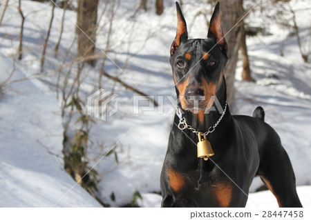 is the german pinscher legal in brunei