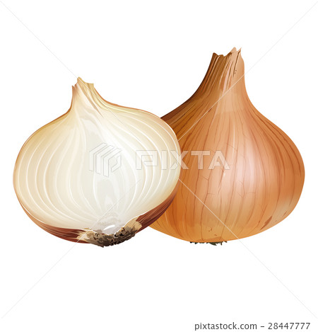 Onion on white background 28447777
