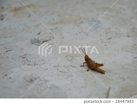 grasshopper on white tile floor grasshopper on white tile floor 28447983