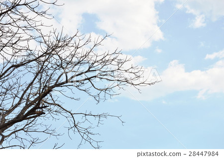 kapok tree shed leaves in the garden 28447984