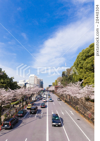 [Sakura on Yasukuni Street]-Early April 28448304