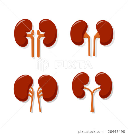 Kidney Collection 28448498