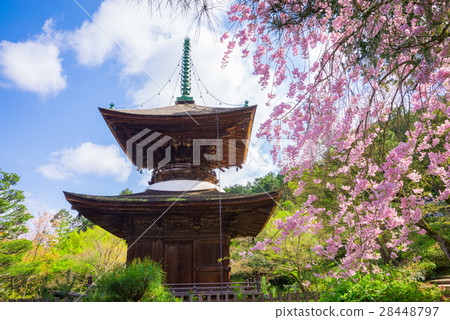 Towa tower and cherry blossoms at Kyoto Junkojoji 28448797