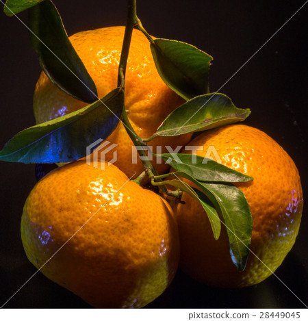 The three mandarins 28449045