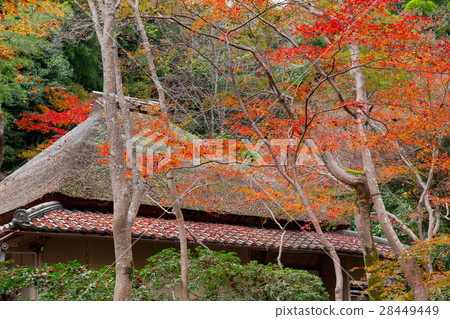 Gion of the autumn leaves 28449449