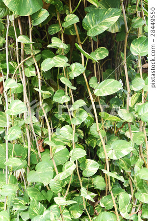 closed up the golden pothos on a tree 28449550