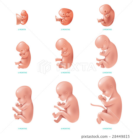 Human Fetus Inside Icon Set 28449815