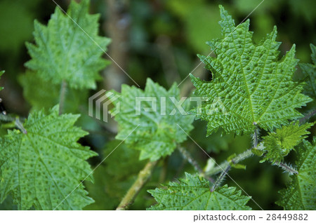 咬人貓，綠葉，Urtica thunbergiana，猫刺され、イラクサ 28449882
