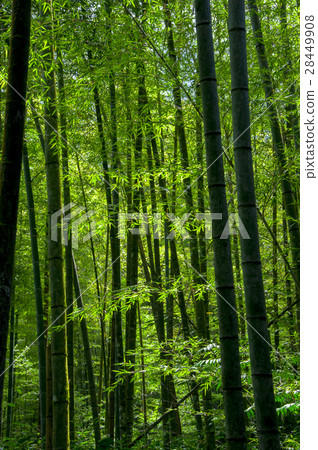 竹林,森林,Bamboo, forest,Bamboo trail,竹、森林、竹トレイル 竹林,森林,Bamboo, forest,Bamboo trail,竹、森林、竹トレイル 28449908