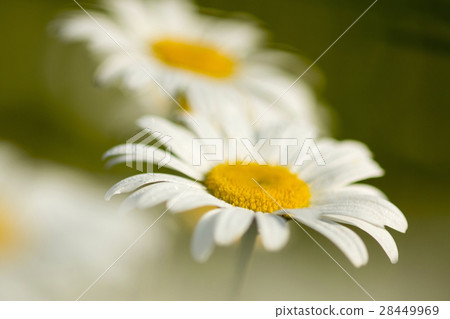 Margaret Margaret 28449969