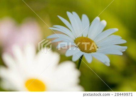Margaret 28449971