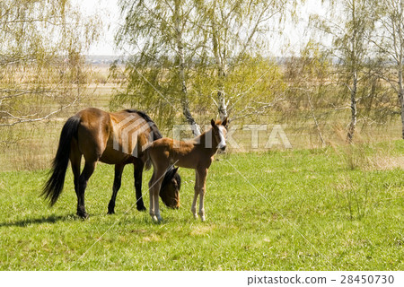 mare and foal mare and foal 28450730