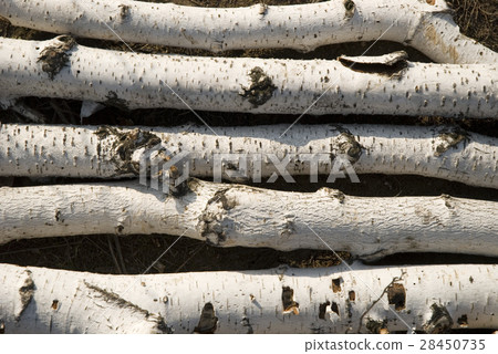birch logs birch logs 28450735