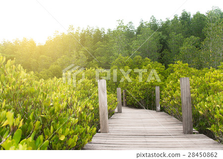 Wooden way to the forest 28450862